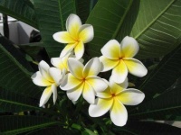 image of flower