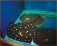 image of electric_ray
