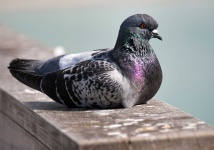 image of animal