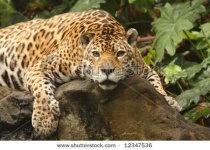 image of jaguar_car