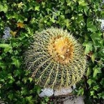 image of cactus