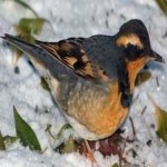 image of bird