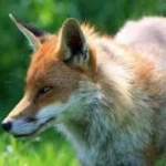 image of animal