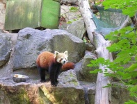 image of lesser_panda #28