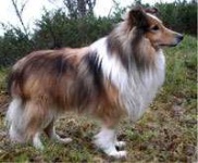 image of collie #6