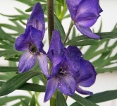 image of flower