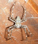 image of barn_spider