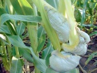 image of ear_corn #12