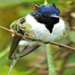 image of bird