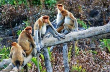 image of proboscis_monkey