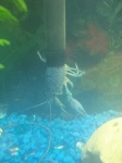 image of crayfish
