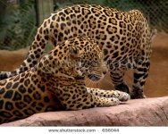 image of jaguar_car