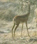 image of gerenuk