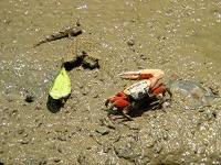 image of fiddler_crab #3