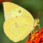 image of animal