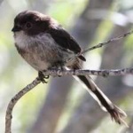 image of bird