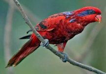 image of lory