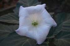 image of flower