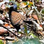 image of bornean_pheasant #3