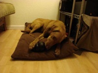 image of chesapeake_bay_retriever