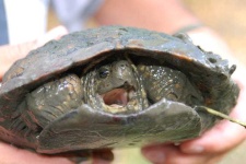 image of mud_turtle