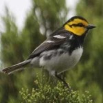image of bird