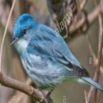 image of bird