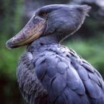 image of bird