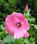 image of flower