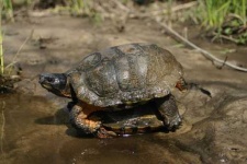 image of mud_turtle