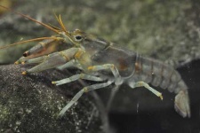 image of crayfish