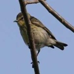 image of bird