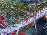 image of ladybug