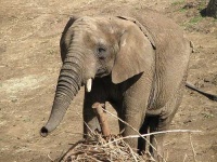 image of african_elephant