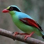 image of bird