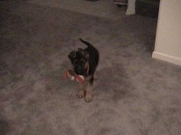 image of german_shepherd