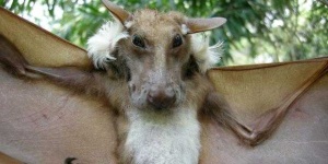 image of animal