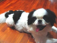 image of animal