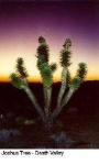 image of joshua_tree