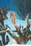 image of sea_horse