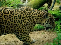 image of jaguar_car