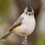 image of bird