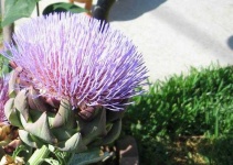 image of artichoke_flower #55