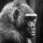 image of gorilla