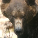 image of brown_bear
