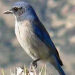 image of bird