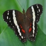 image of banded_butterfly #184