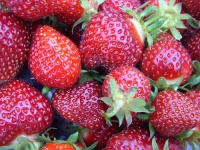 image of strawberry