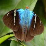 image of animal