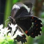 image of animal